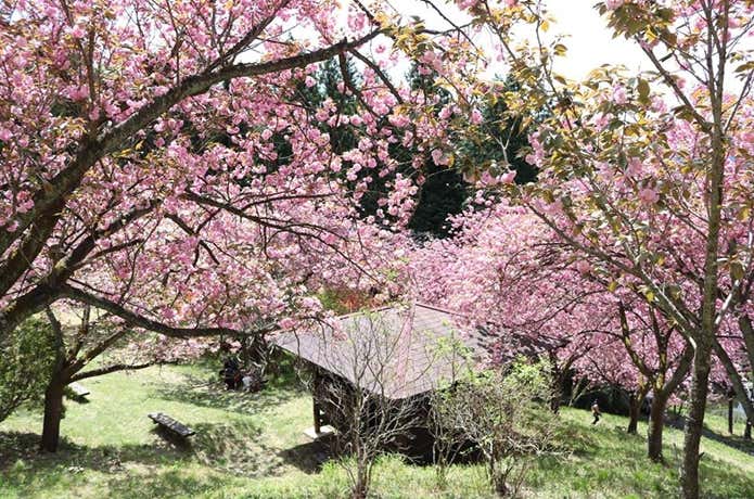 さくらの里　四阿