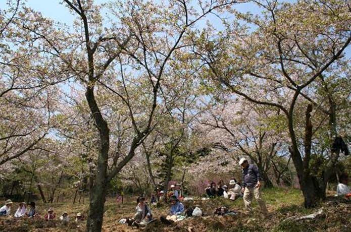 三本松公園の桜