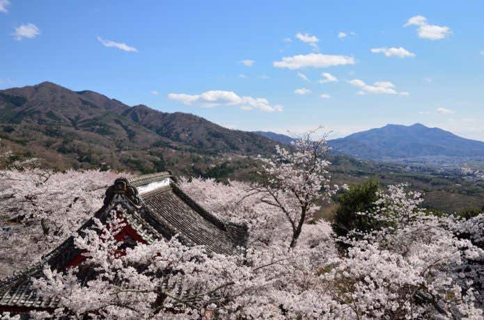 雨引観音から見える桜と筑波山