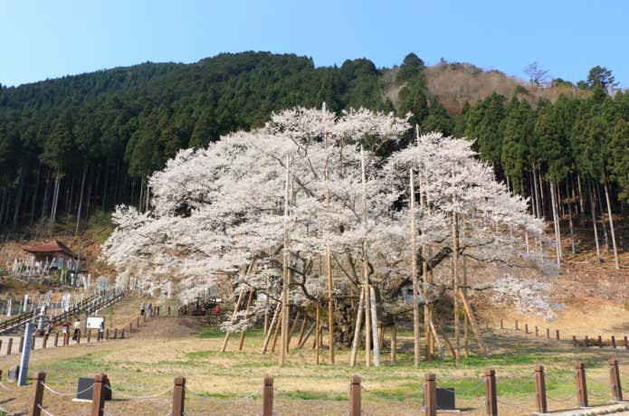 桜守に守られた根尾谷淡墨桜