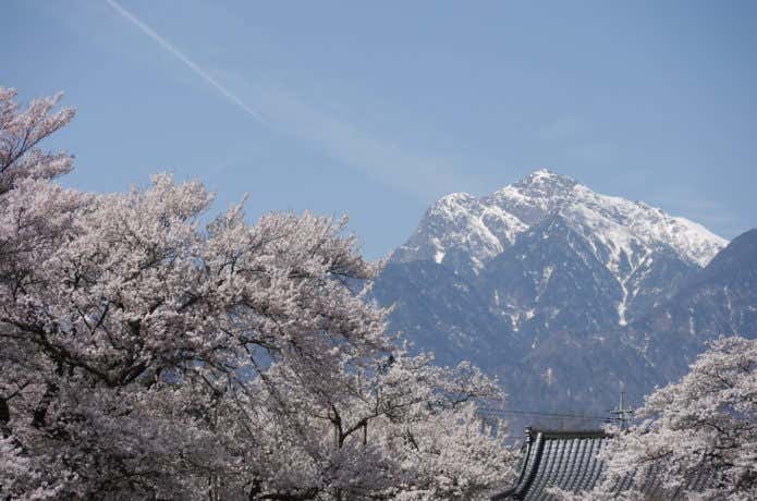山高神代桜と雪山