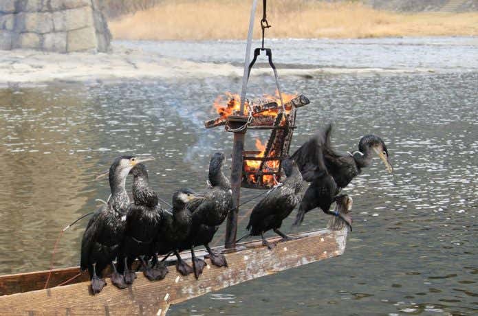 錦帯橋の鵜飼