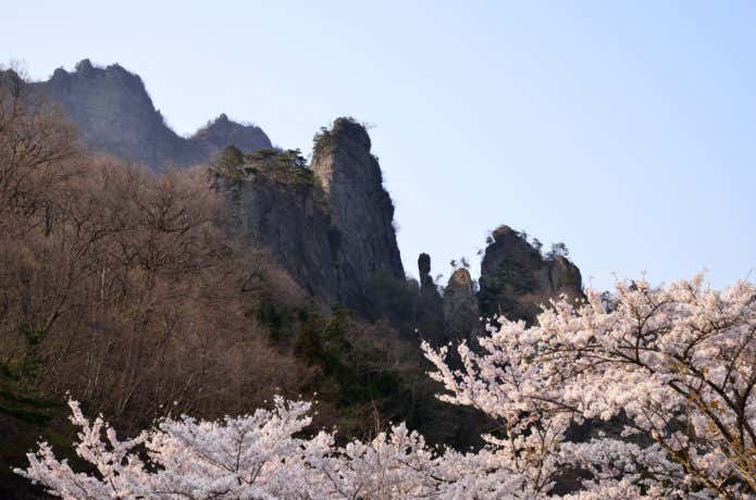 妙義山の桜