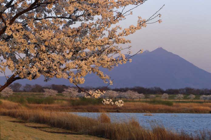 筑波山の桜まとめ