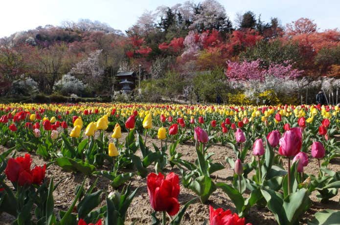 花見山公園のチューリップ