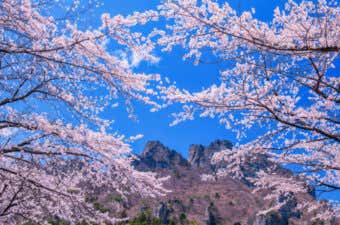 さくらの里　妙義山