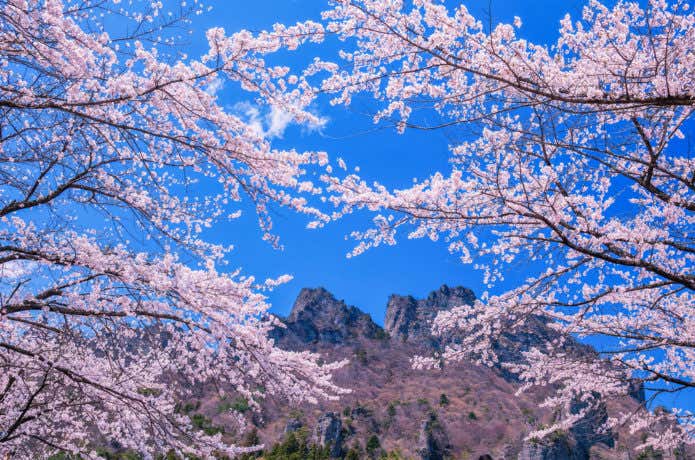 さくらの里　妙義山