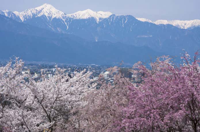 弘法山古墳の桜