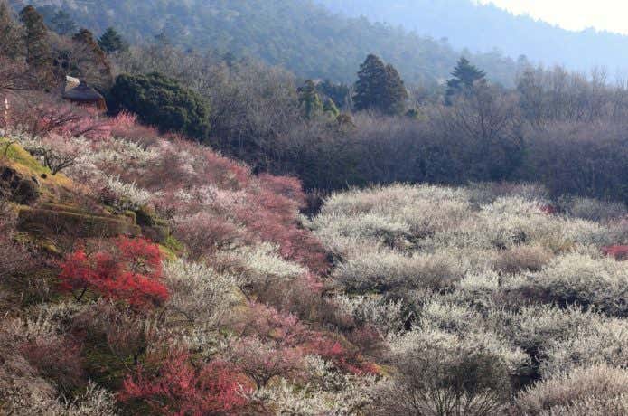 筑波山　色とりどりの桜