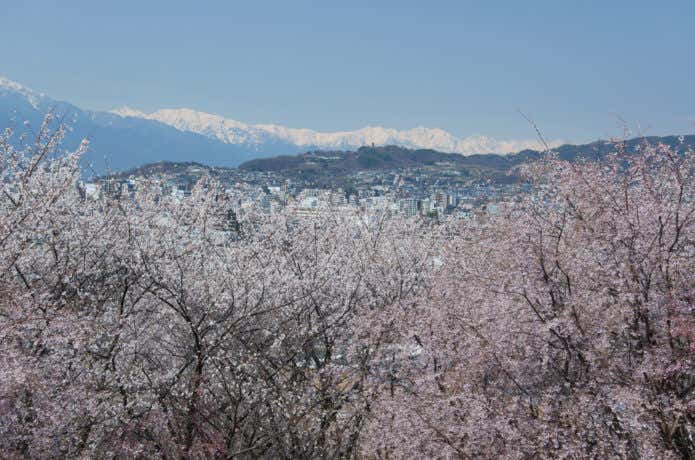 桜と松本市街地と北アルプスの山々