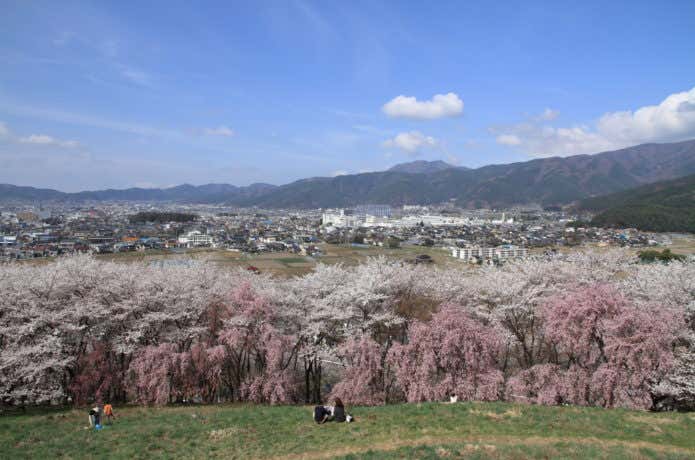 弘法山古墳の桜
