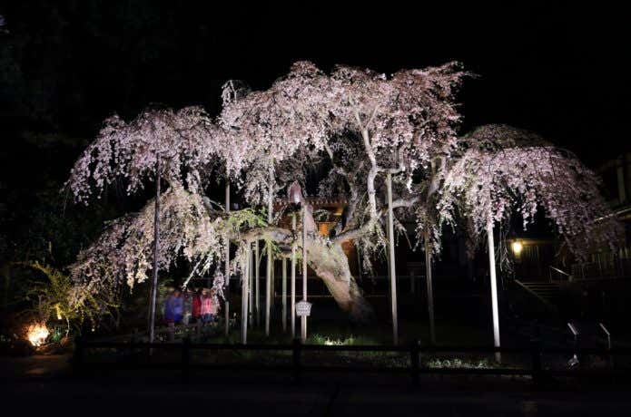 太山寺のシダレザクラ（夜のライトアップ）