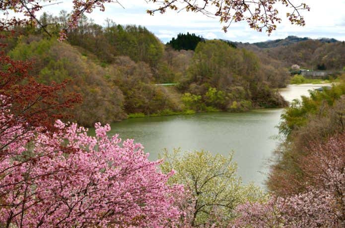 さくらの公園　池