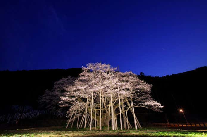 ライトアップされた根尾谷淡墨桜