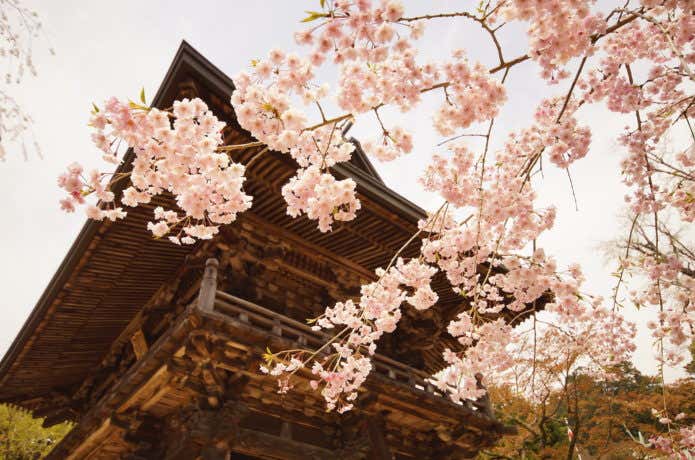 筑波山神社の枝垂桜