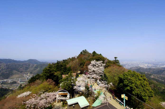 高尾山の桜