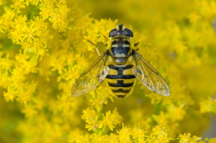 ハエ？アブ？ハチ？登山中に寄ってくる黄色いあの虫の名前は？ | YAMA