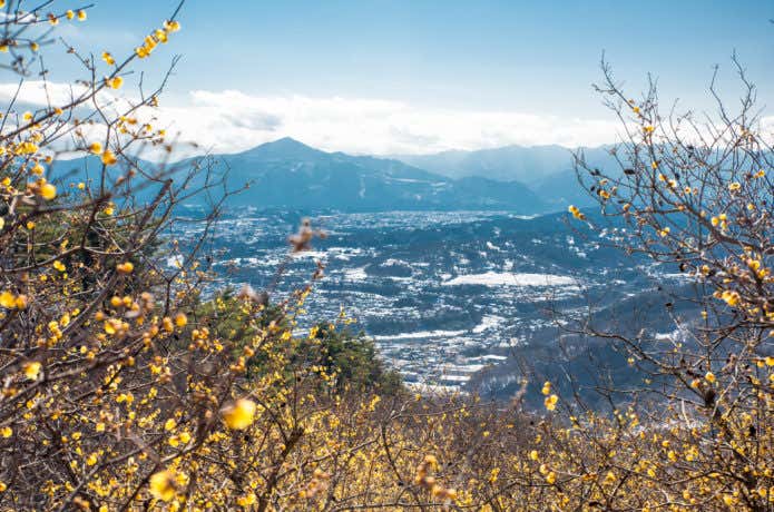 宝登山のロウバイ