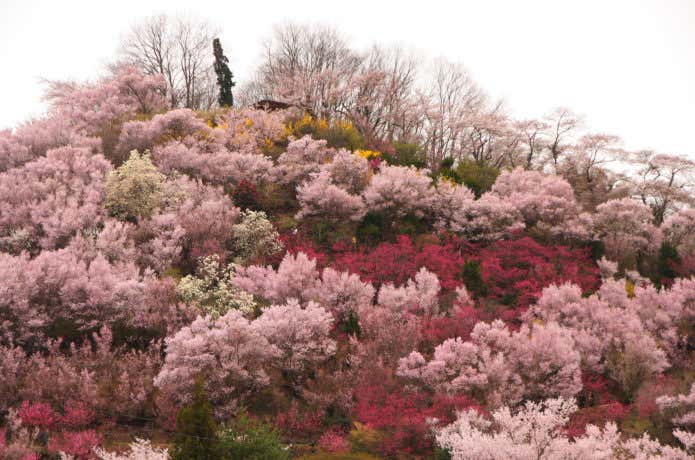 花見山公園の桃源郷