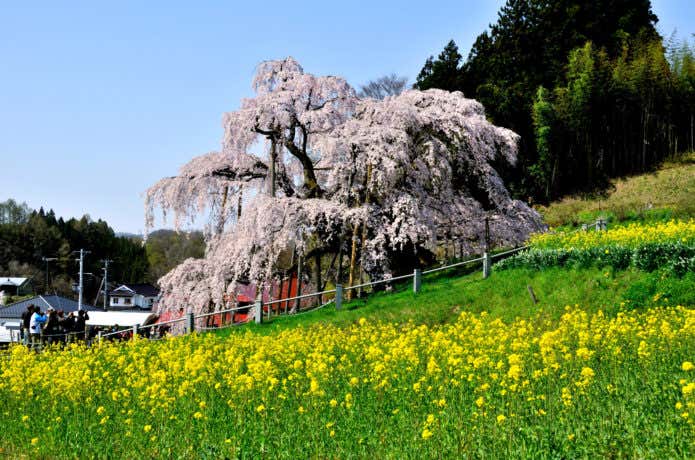 神々しく咲く桜