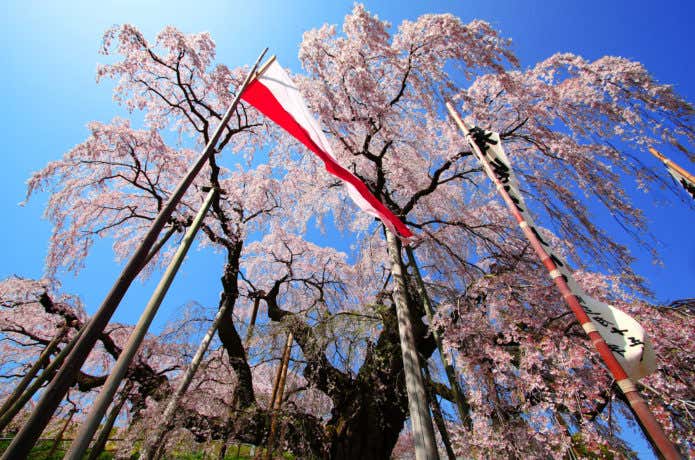 滝のように見える三春滝桜