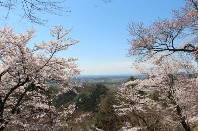 太平山から見る関東平野と桜
