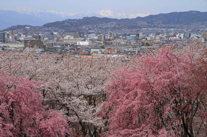 桜と松本市街地