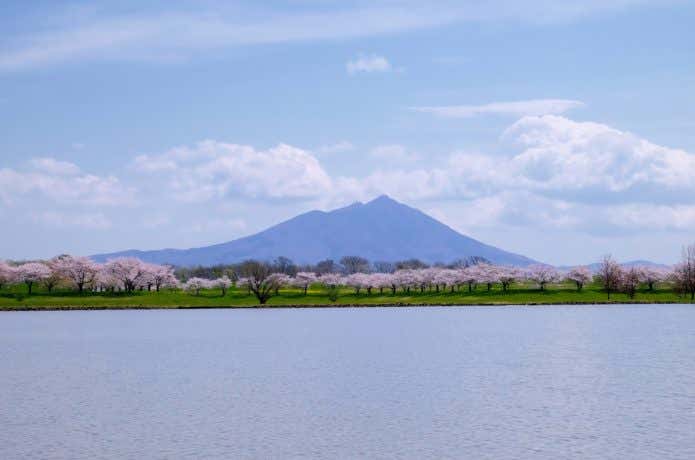 母子島遊水地と桜と筑波山