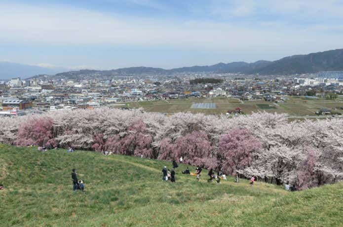 弘法山古墳の山頂付近から見渡した桜と市街地