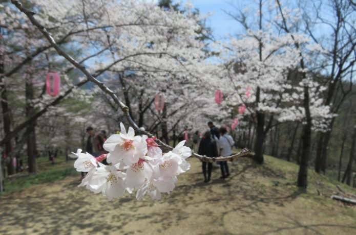桜まつりの中を歩く人たち