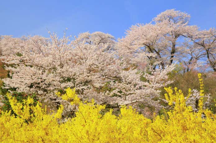 花見山公園の桜とレンギョウの木