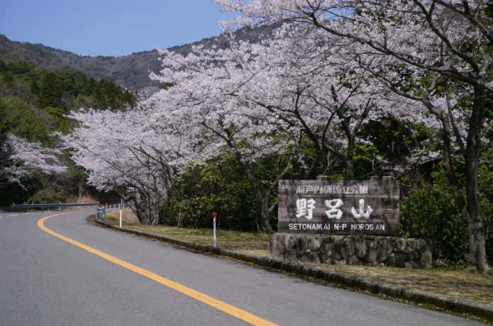 野呂山の桜
