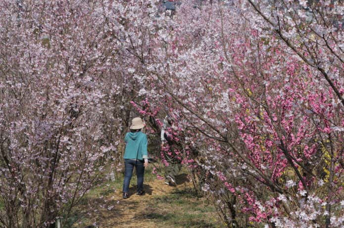 桜のトンネル
