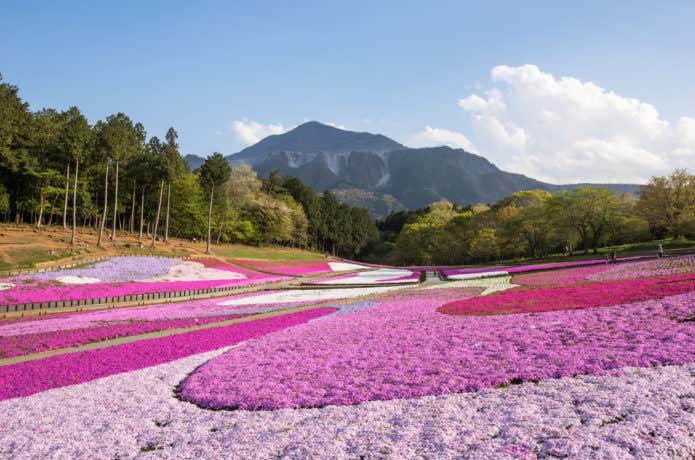 羊山公園の芝桜