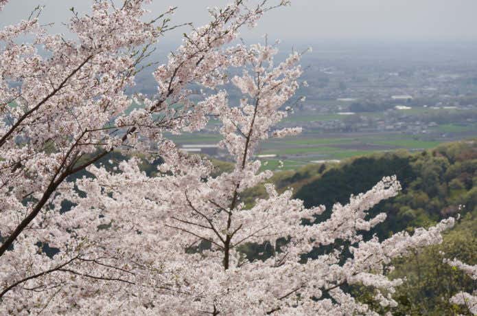 太平山桜と市街地