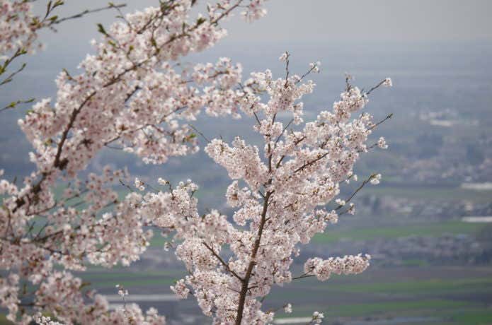 謙信平　桜