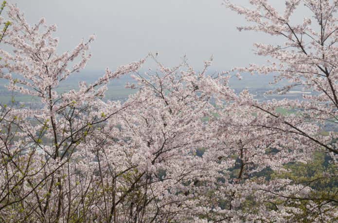 太平山