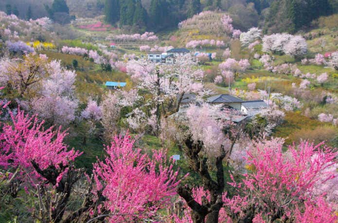 花見山公園周辺の地域と桜