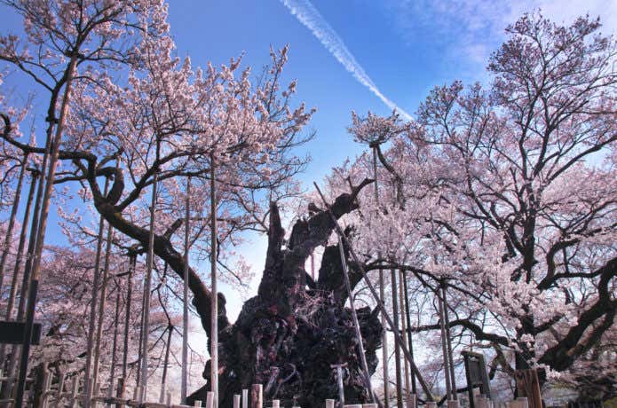 山高神代桜と飛行機雲