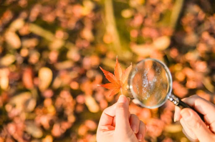 ルーペで紅葉を見る