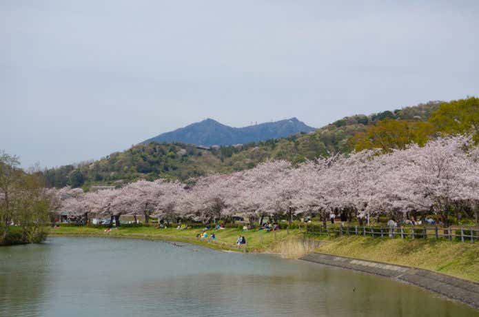 北条大池の桜と筑波山