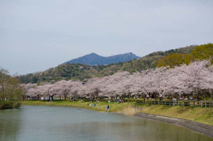 筑波山の桜
