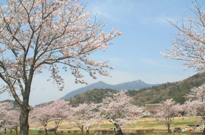 筑波山全景と桜