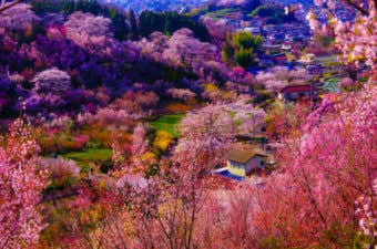 花見山公園