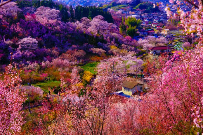 花見山公園