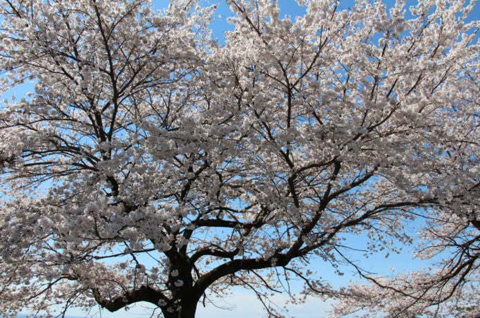 青空と太平山桜