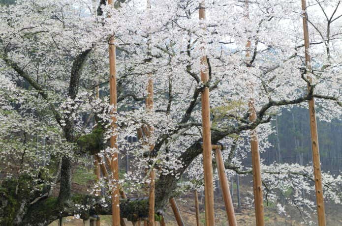 樹齢1500年余の根尾谷淡墨桜