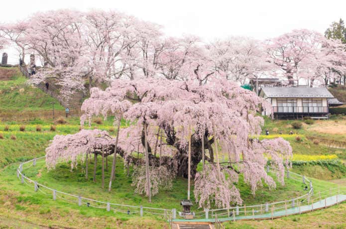 三春滝桜