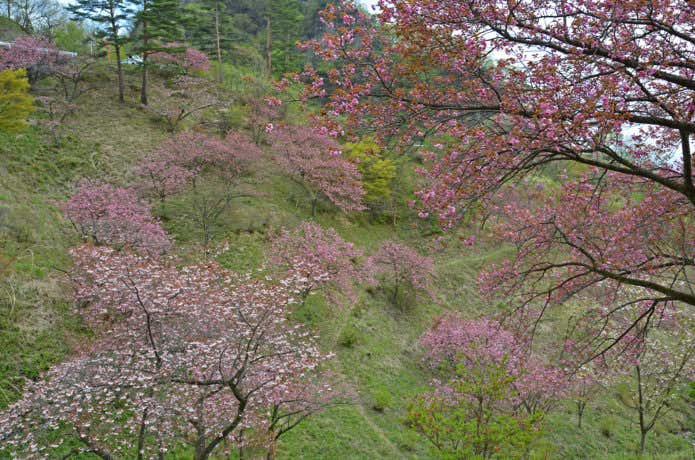 さくらの里　ハイキングコースのような道