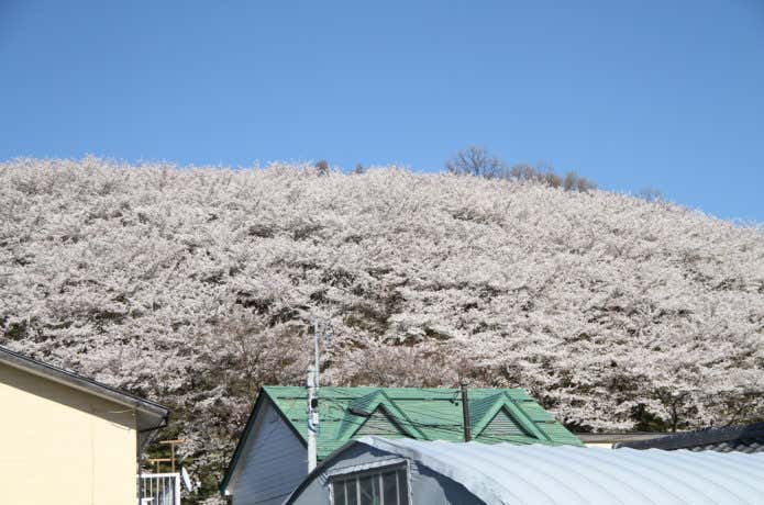 麓から見上げる弘法山と桜